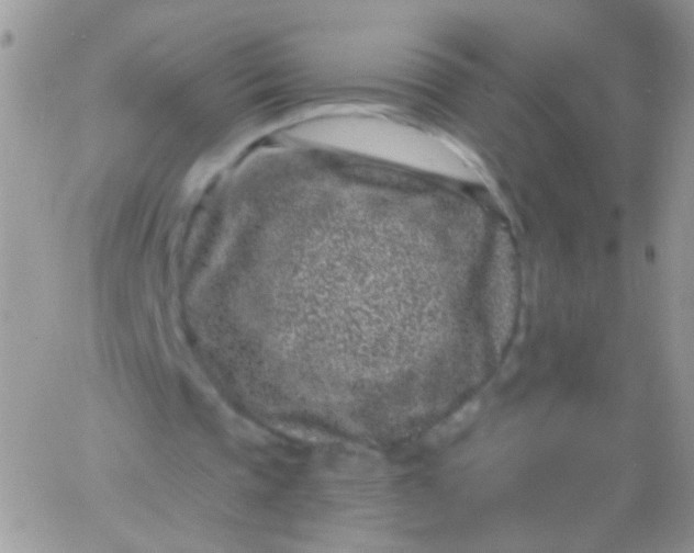 X0000065970337200603172055