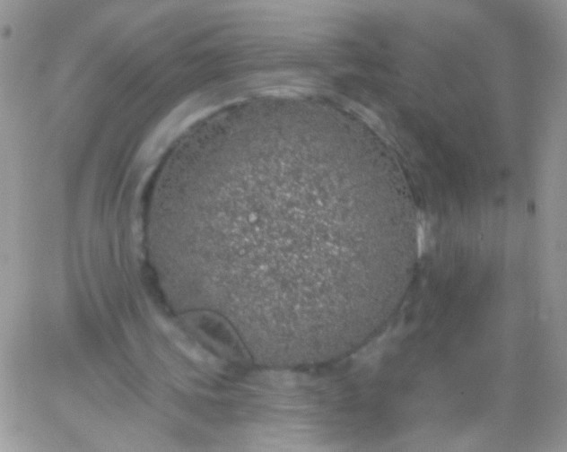 X0000065970339200603172055