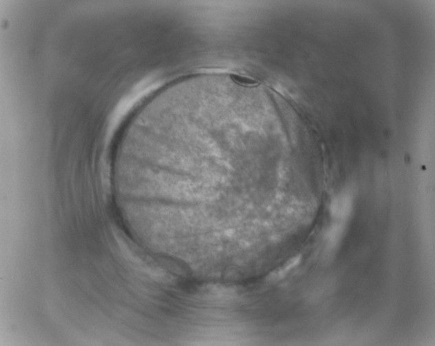 X0000065970343200603172055