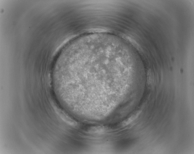 X0000065970351200603172056