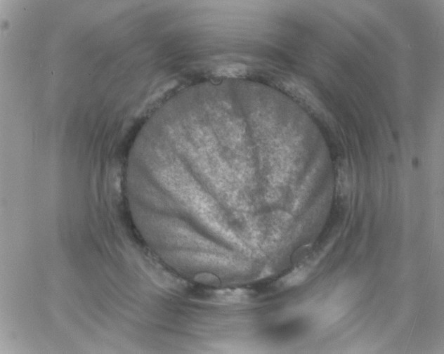 X0000065970363200603172056