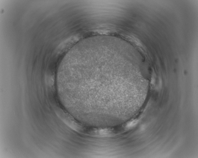 X0000065970365200603172056