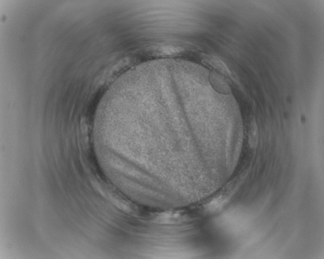 X0000065970366200603172056