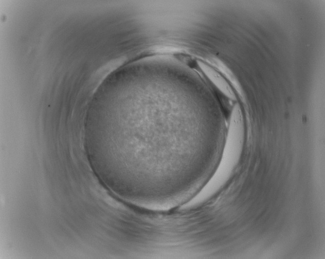 X0000065970385200603172055