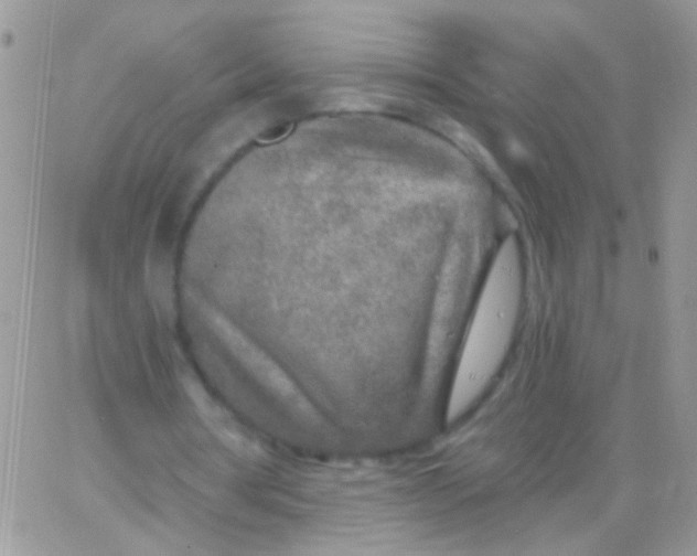 X0000065970386200603172055