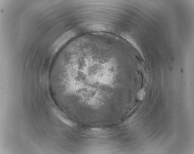 X0000065970390200603172055