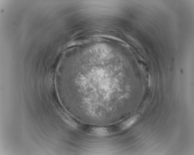 X0000065970409200603172055