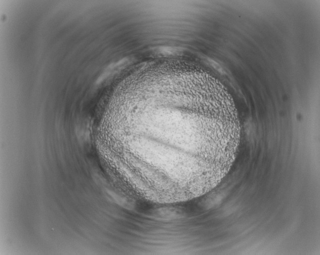 X0000065970423200603172055