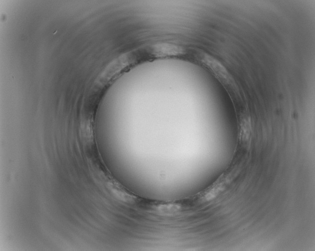 X0000065970426200603172055