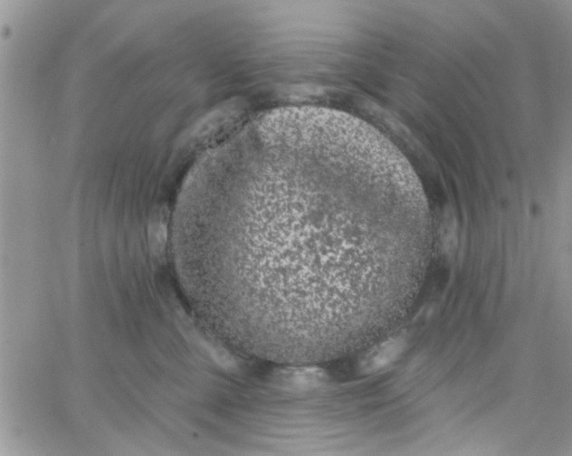 X0000065970427200603172055