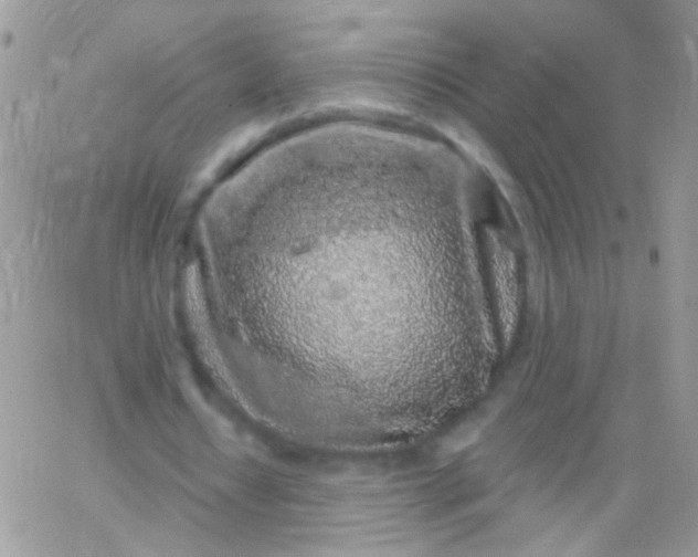 X0000065970434200603172054