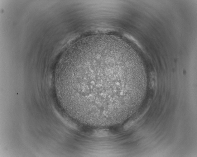 X0000065970451200603172054