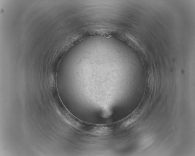 X0000065970459200603172054