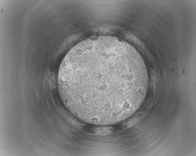 X0000065970465200603172054