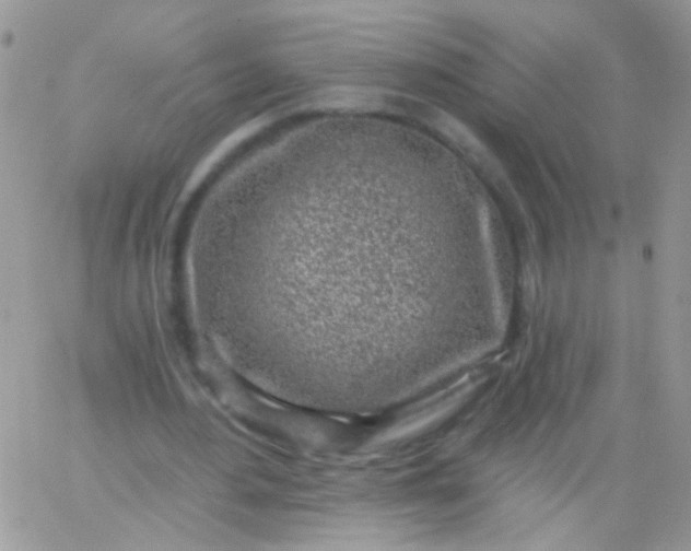 X0000065970484200603172054