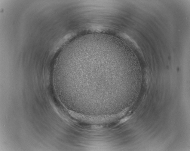 X0000065970496200603172054