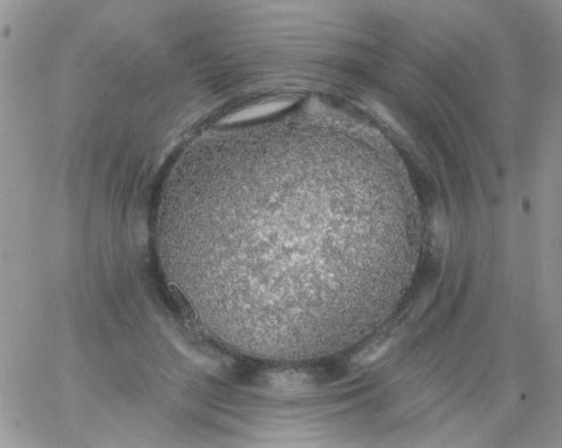 X0000065970500200603172053