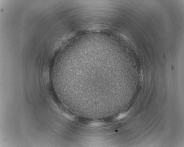 X0000065970504200603172053