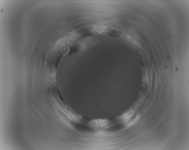 X0000065970526200603172053