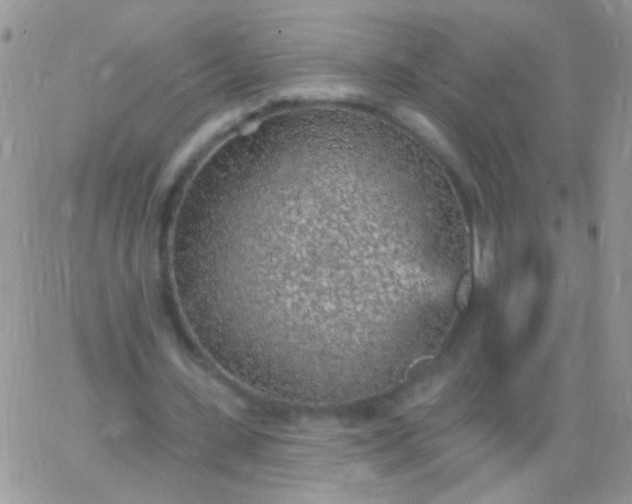 X0000065970531200603172052