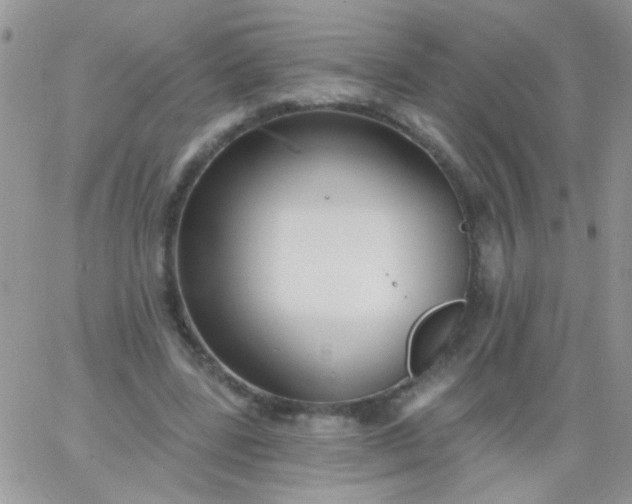 X0000065970539200603172052