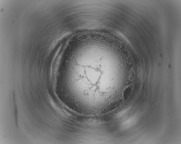 X0000065970542200603172052