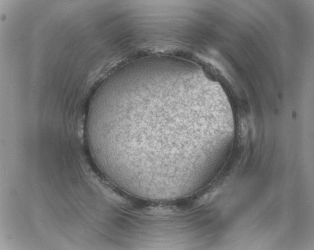 X0000065970545200603172052