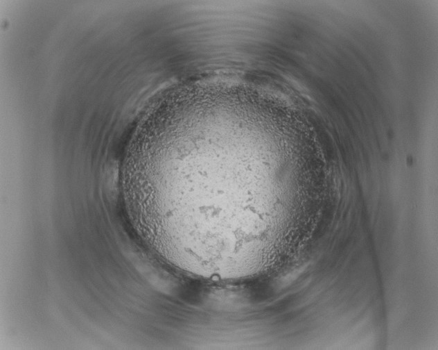 X0000065970550200603172053