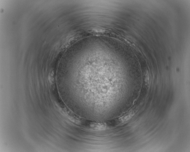 X0000065970559200603172053