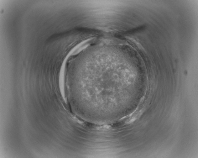 X0000065970576200603172053