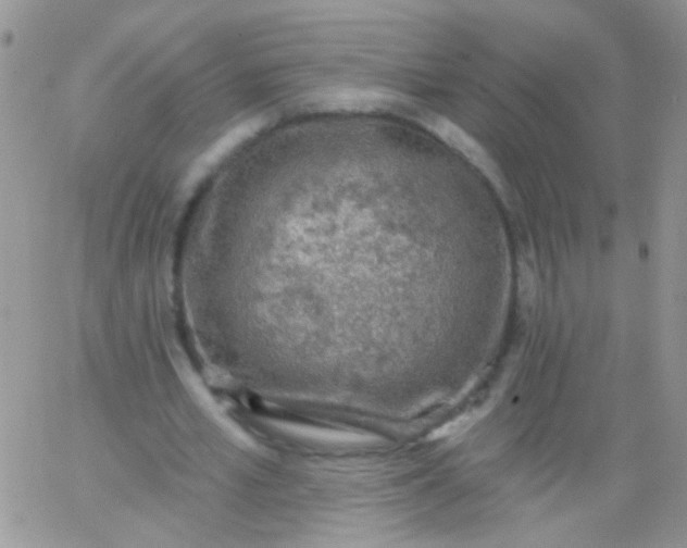 X0000065970581200603172052