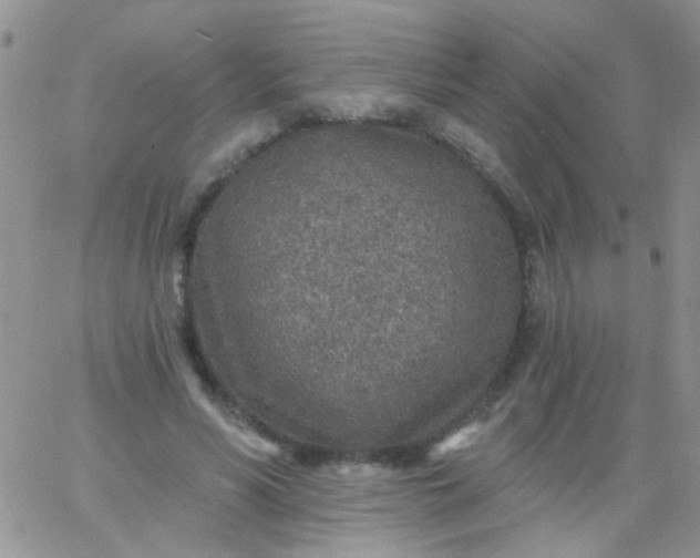 X0000065970590200603172052