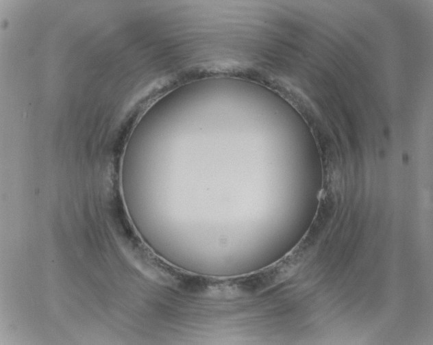 X0000065970591200603172052