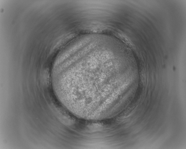 X0000065970594200603172052