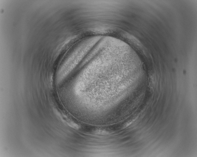 X0000065970596200603172052