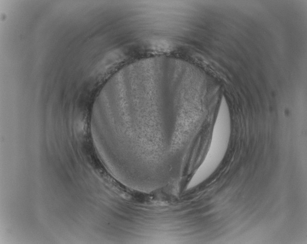 X0000065970608200603172052