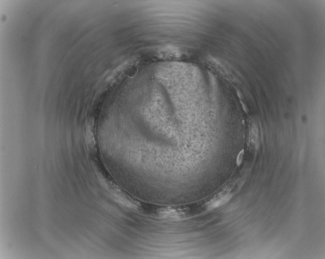 X0000065970616200603172052