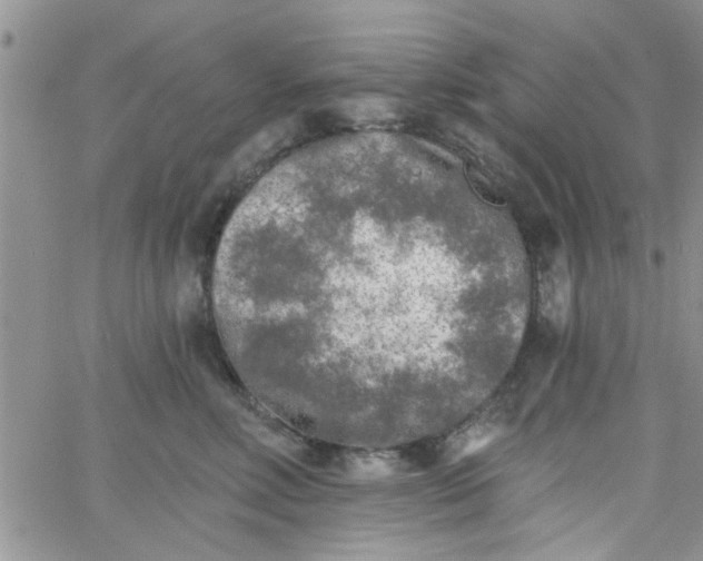 X0000065970618200603172052