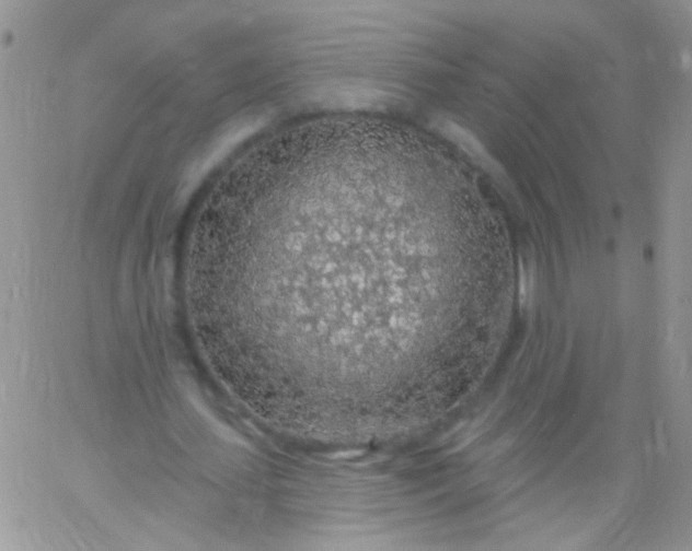 X0000065970627200603172051