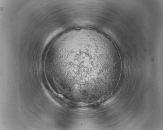 X0000065970630200603172051