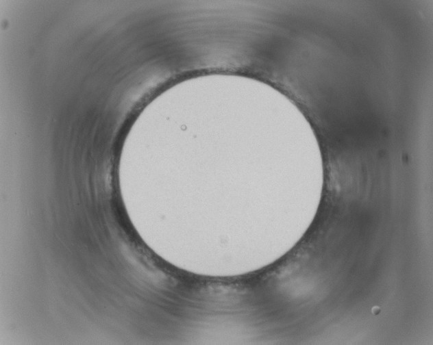 X0000065970632200603172051