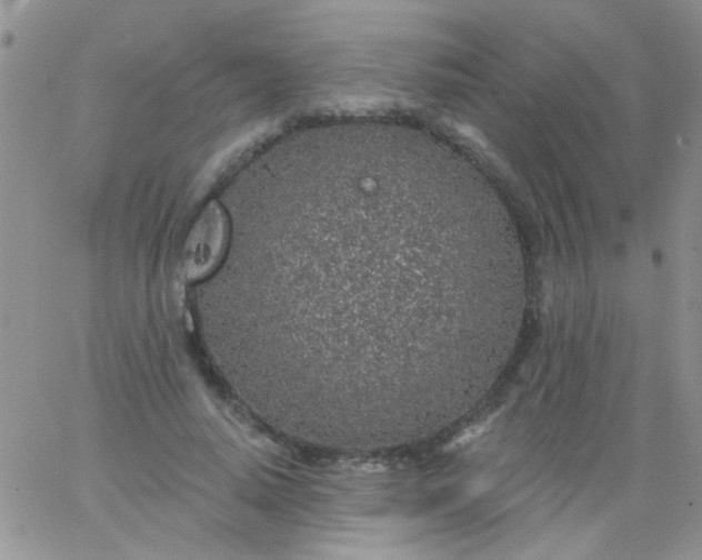 X0000065970640200603172051