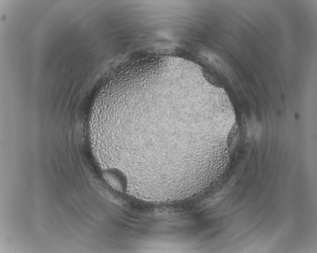 X0000065970641200603172051