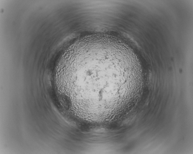 X0000065970643200603172051