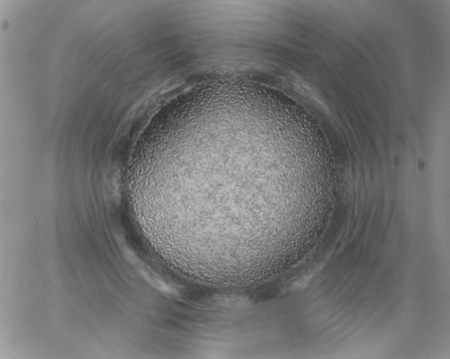 X0000065970644200603172051