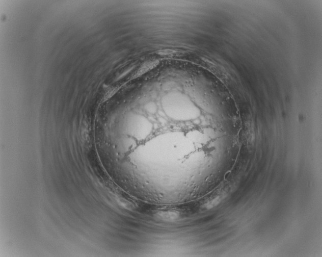 X0000065970653200603172051