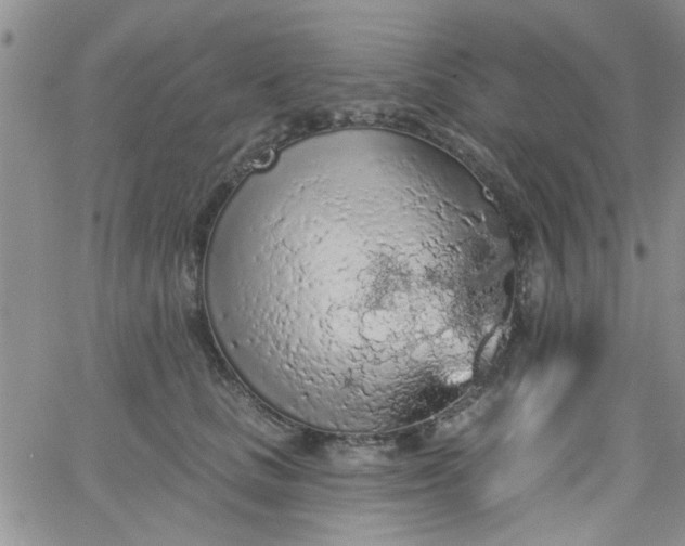 X0000065970661200603172051