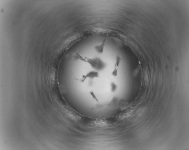 X0000065970668200603172051