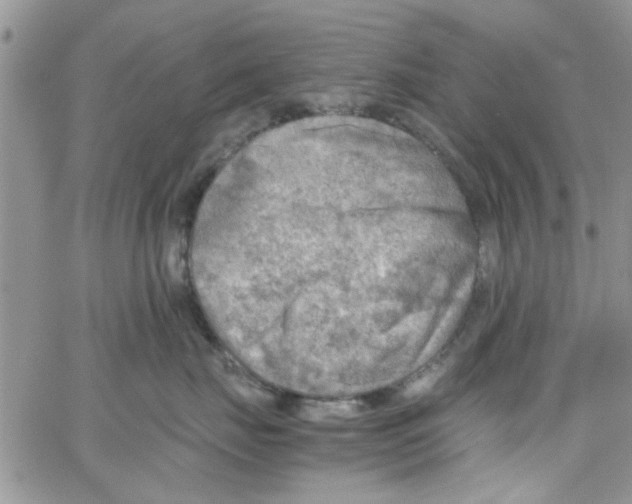 X0000065970671200603172051