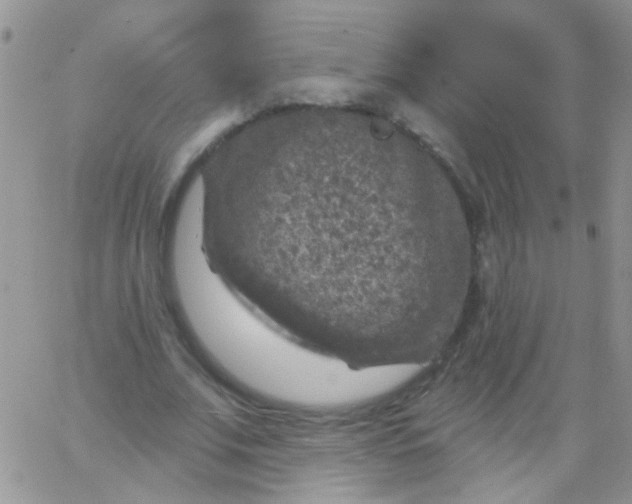 X0000065970679200603172051